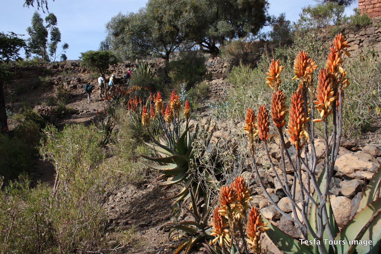 Trekking in Tigray, flowering Aloe