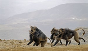 Male Gelada baboons running by the escarpment in Meket