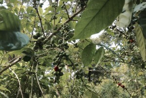 Forest coffee in Bench Maji 