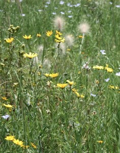 The Meskal daisy, Ethiopian flower for for Meskal and New Year