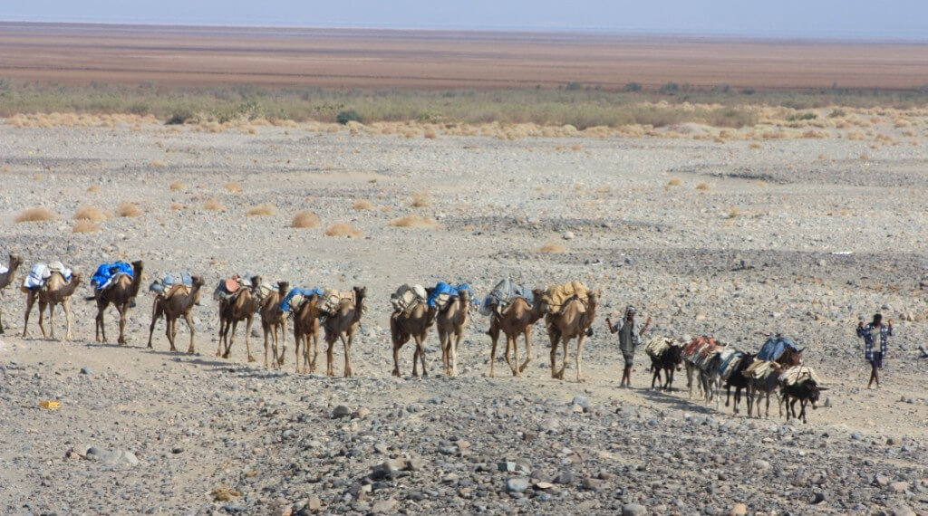 Caravans carry the salt from the Danakil