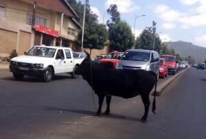 Ox stops the traffic