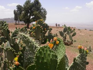 The Cactus in flower in the Agame mountains