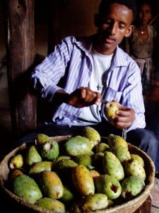 Hailay (Tesfa Tours driver) peeling a prickly Pear - Beles fruit!