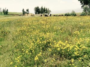 Meskal flowers in Meket, North Wollo