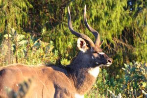 The Mountain Nyala only found in Bale Mountains