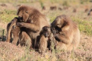 Gelada Family grooming in the Simiens