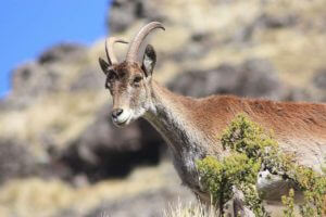 Walia Ibex looking down on passing tourists