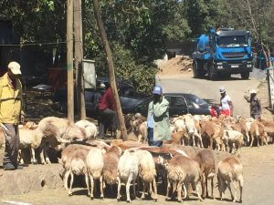 Sheep are bought into Addis for sale for holidays