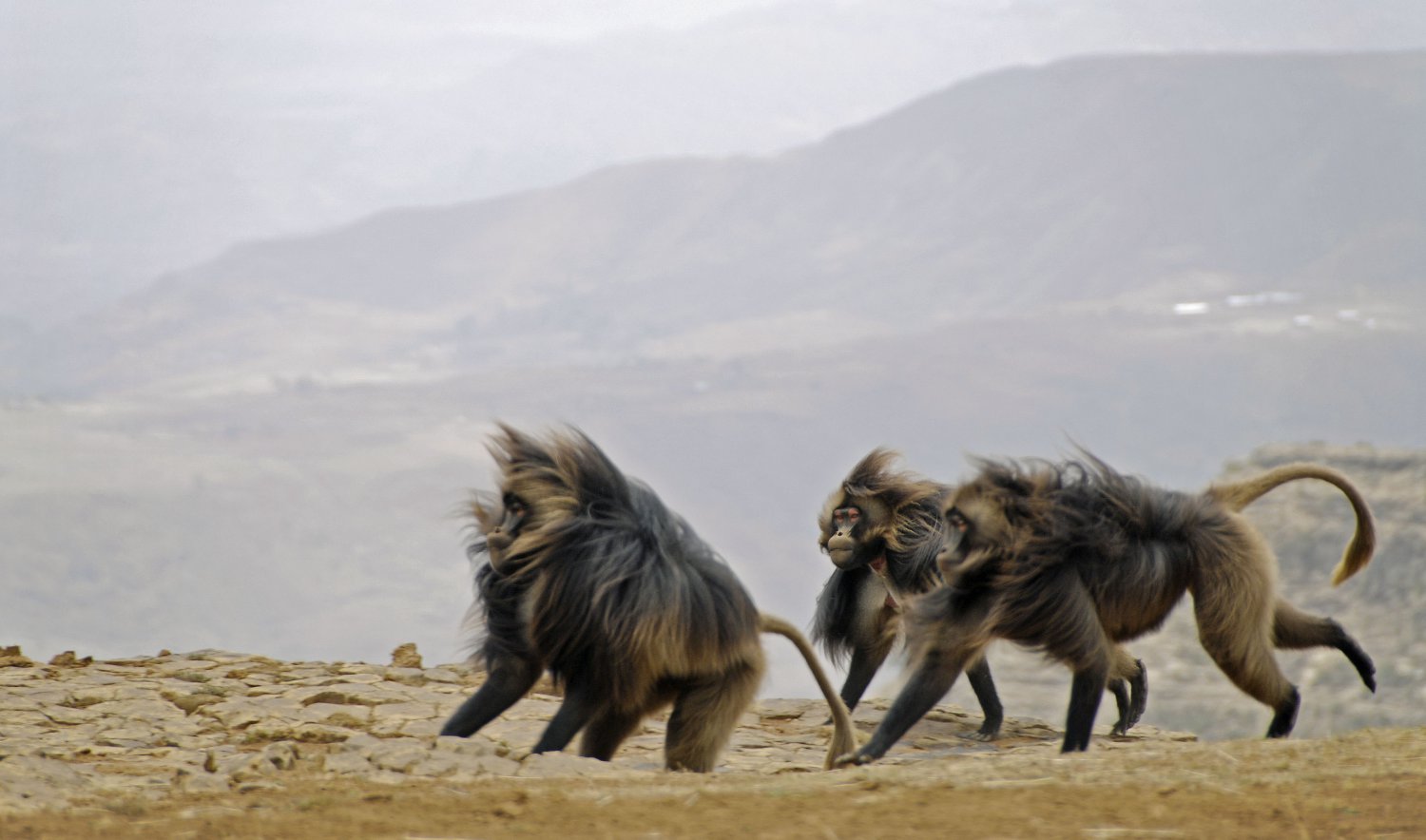 Geladas on the escarpments