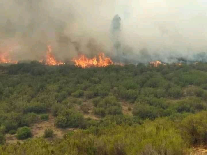 Wof Washa forest burning