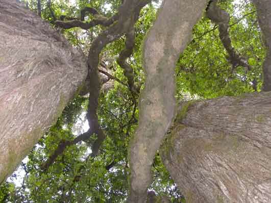 Podocarpus tree in Wof Washa