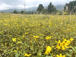 Yadey Abeba -Meskal Daisy - Field in Gurage